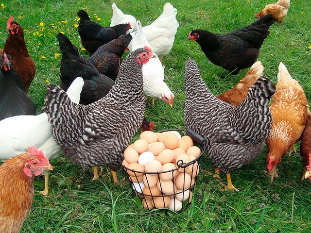 Содержание кур и уход за ними | ЗооТом - продажа, вязка и услуги для животных в Дивногорске