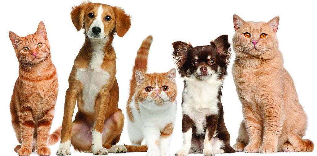 Доска объявлений о животных | ЗооТом - продажа, вязка и услуги для животных в Дивногорске