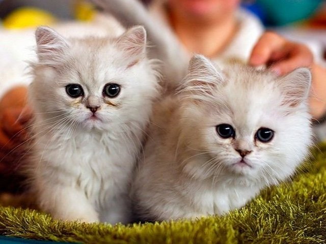 Породы кошек в Дивногорске | ЗооТом портал о животных