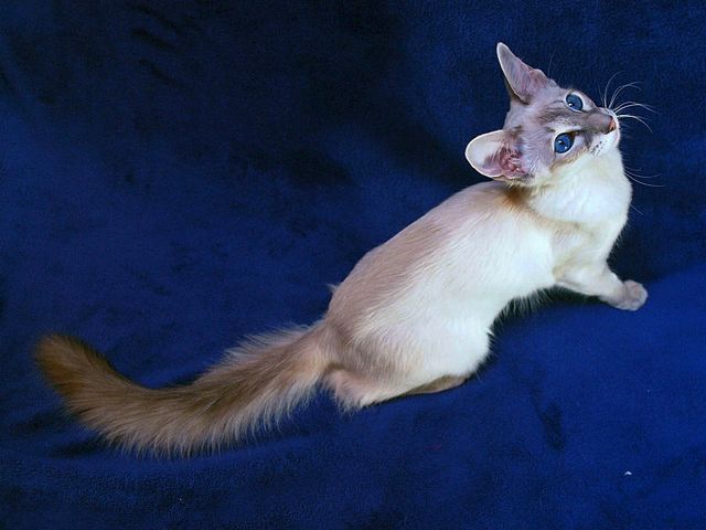 Выведенные породы кошек в Дивногорске | ЗооТом портал о животных