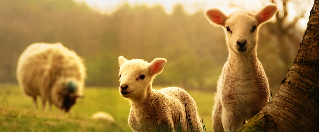 Объявления о сельскохозяйственных животных | ЗооТом - продажа, вязка и услуги для животных в Дивногорске