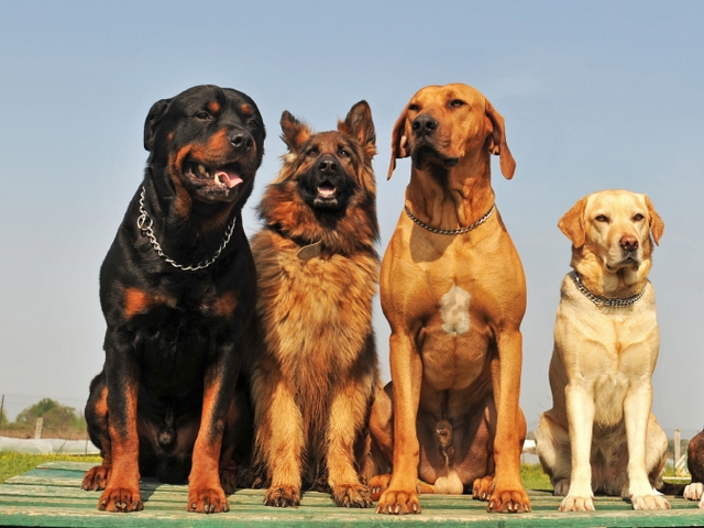 Крупные породы собак в Дивногорске | ЗооТом портал о животных