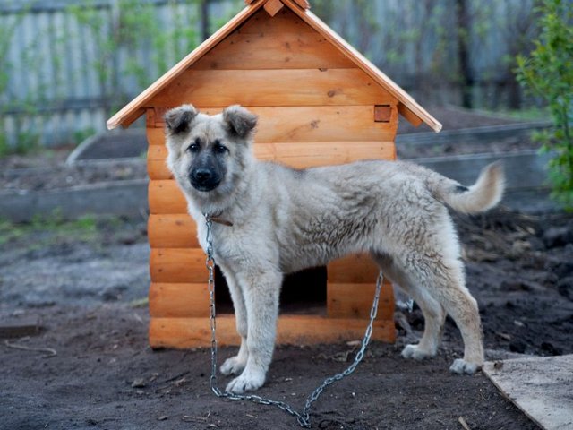 Все о собаках в Дивногорске Все о собаках в Дивногорске